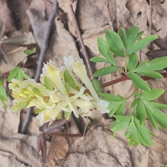 Corydalis bracteata