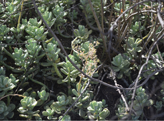 Sedum allantoides