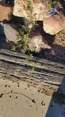 Erodium cicutarium