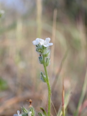 Cryptantha wigginsii