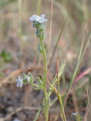 Cryptantha wigginsii