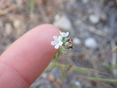 Cryptantha wigginsii