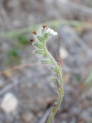 Cryptantha wigginsii