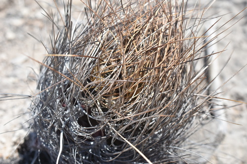 Astrophytum capricorne