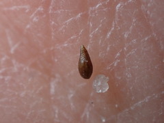 Cryptantha wigginsii