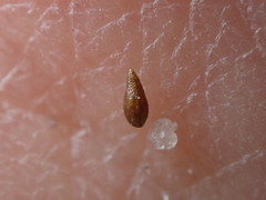 Cryptantha wigginsii