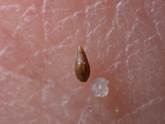 Cryptantha wigginsii