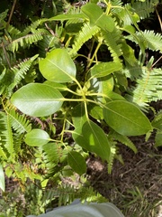 Metrosideros macropus