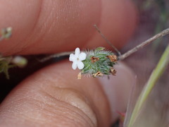 Cryptantha wigginsii