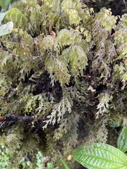 Hymenophyllum lanceolatum