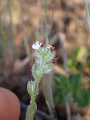 Cryptantha wigginsii
