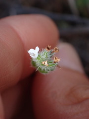 Cryptantha wigginsii