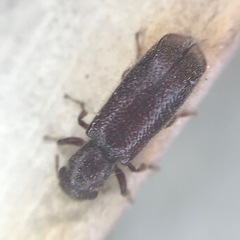 Melalgus plicatus