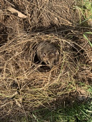 Sminthopsis crassicaudata