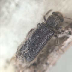Melalgus plicatus