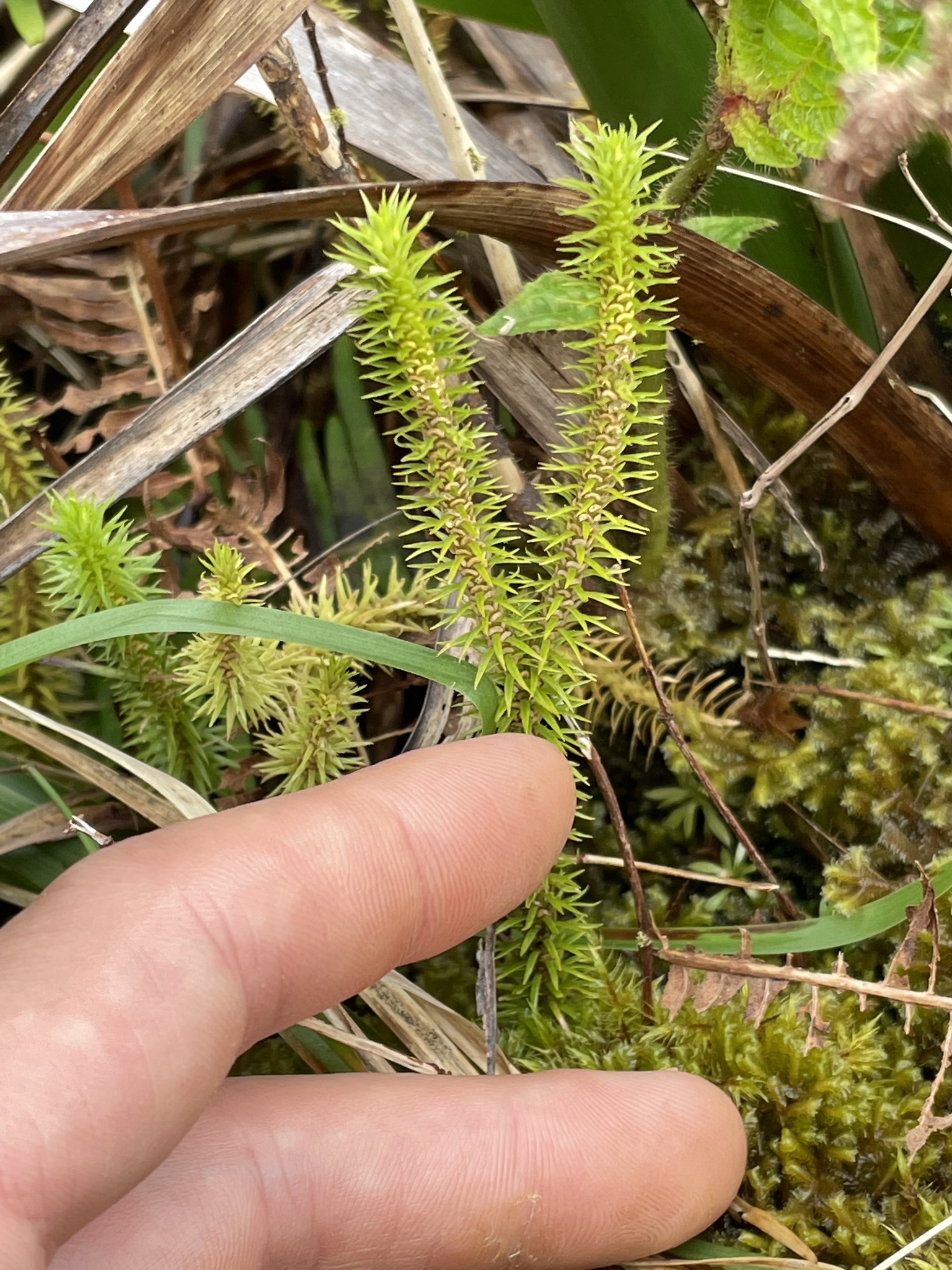 Huperzia X sulcinervia