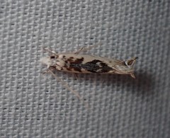 Erechthias mystacinella