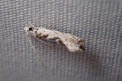 Erechthias mystacinella