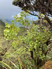 Cheirodendron platyphyllum