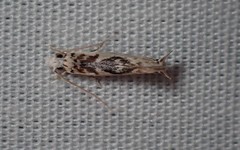 Erechthias mystacinella