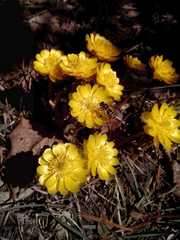 Adonis amurensis