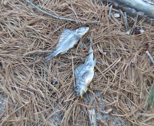 Ruffe (Gymnocephalus cernua) — Percidae — 3