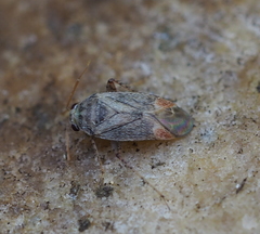 Sthenarus rotermundi