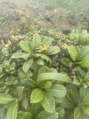 Scaevola glabra