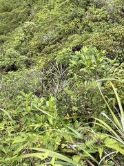 Scaevola glabra