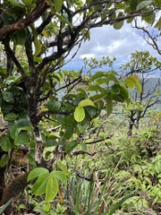 Antidesma platyphyllum