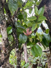 Antidesma platyphyllum