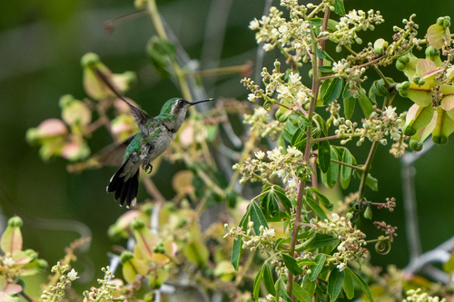 Garden Emerald (Chlorostilbon assimilis), photo 6