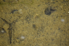 Pseudacris cadaverina