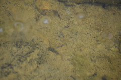 Pseudacris cadaverina