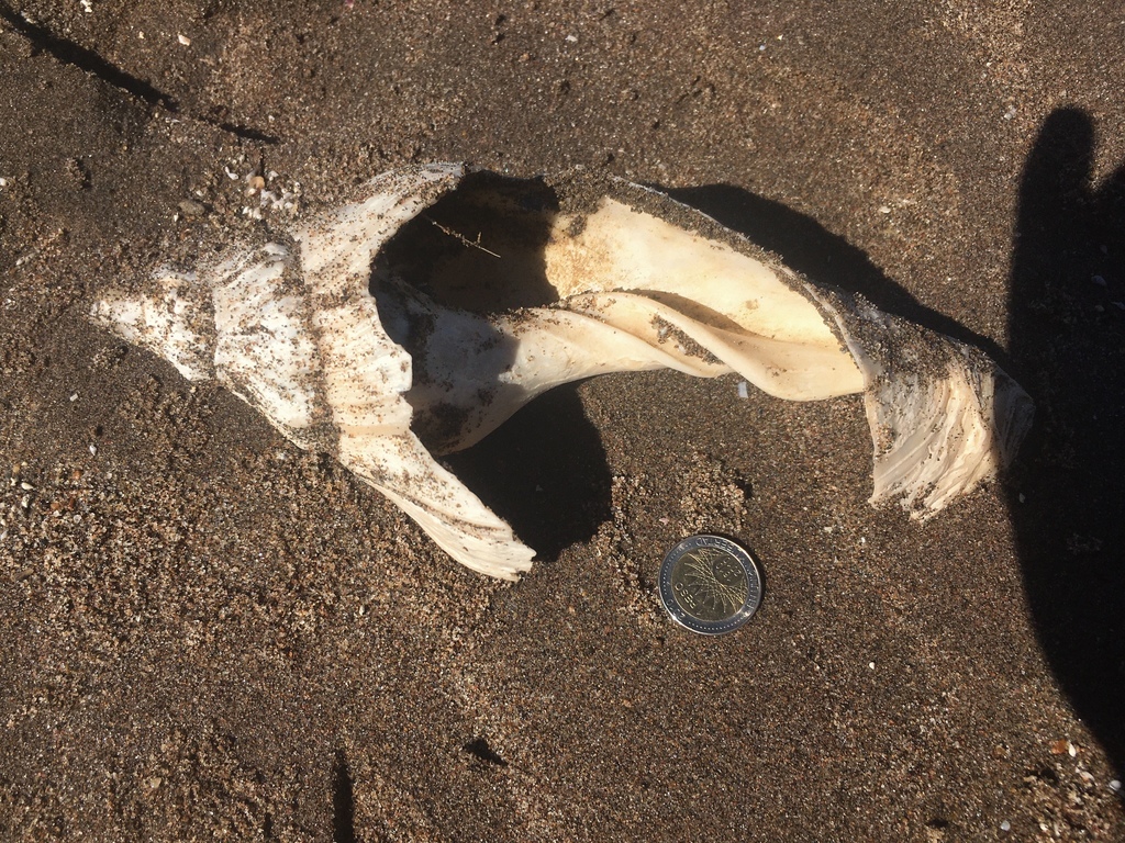 Adelomelon beckii
