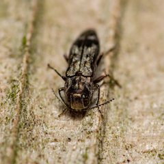 Agrilus lecontei celticola