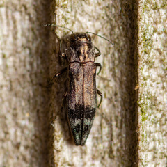 Agrilus lecontei celticola