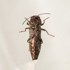 Agrilus lecontei celticola