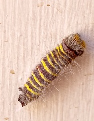 Apyrrothrix