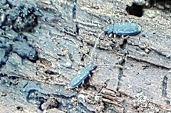 Uleiota truncata