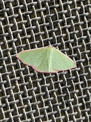 Chlorocoma cadmaria