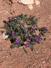 Astragalus desperatus