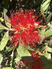 Melaleuca