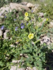 Emmenanthe penduliflora