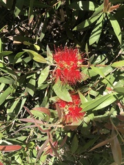 Melaleuca