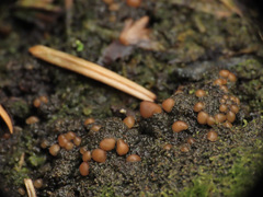 Protopannaria pezizoides