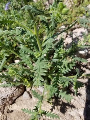 Emmenanthe penduliflora