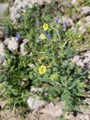 Emmenanthe penduliflora