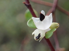 Muehlenbeckia complexa complexa