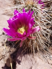 Echinocereus engelmannii